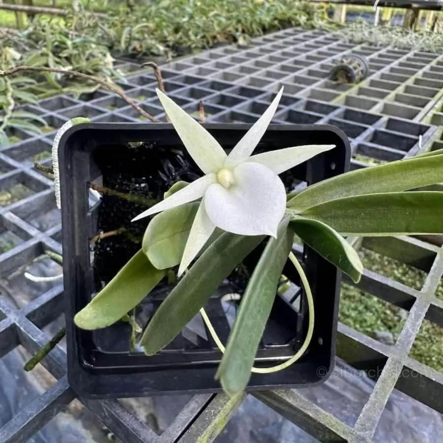 Angraecum didieri for sale siborchid white orchid