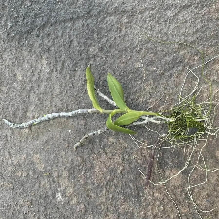 Dendrobium primulinum