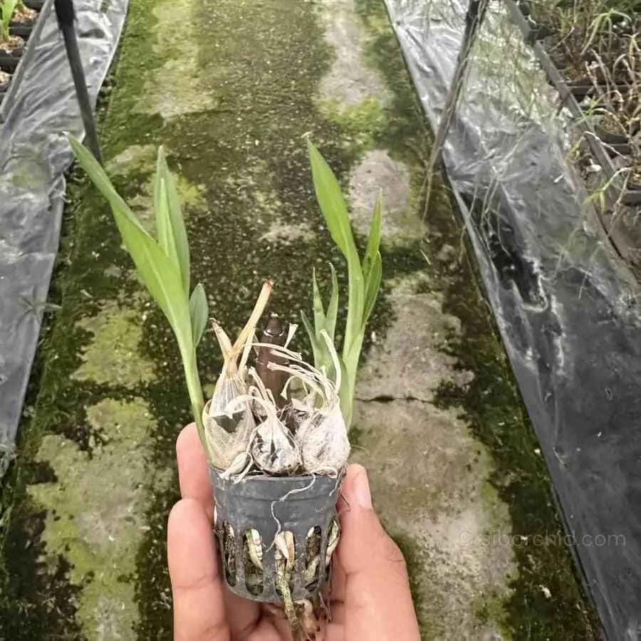 Eulophia andamanensis - Eulophia andamanensis