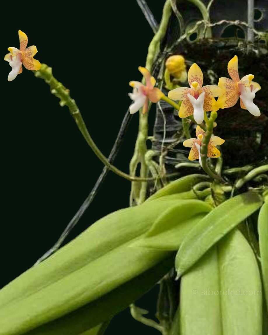 Grosourdya appendiculata