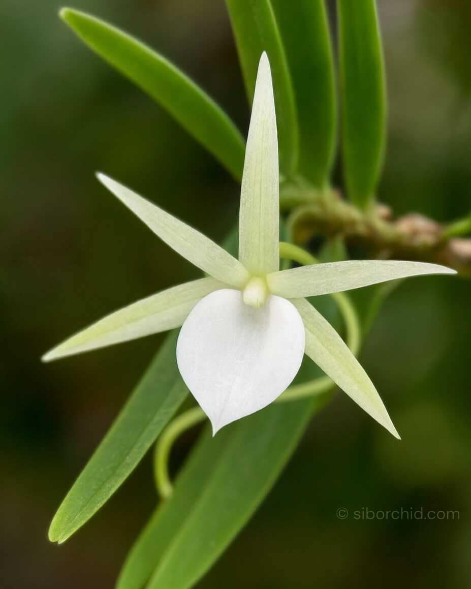 Angraecum didieri