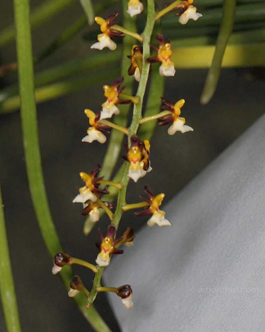 Cleisostoma fuerstenbergianum - cleisostoma fuerstenbergianum