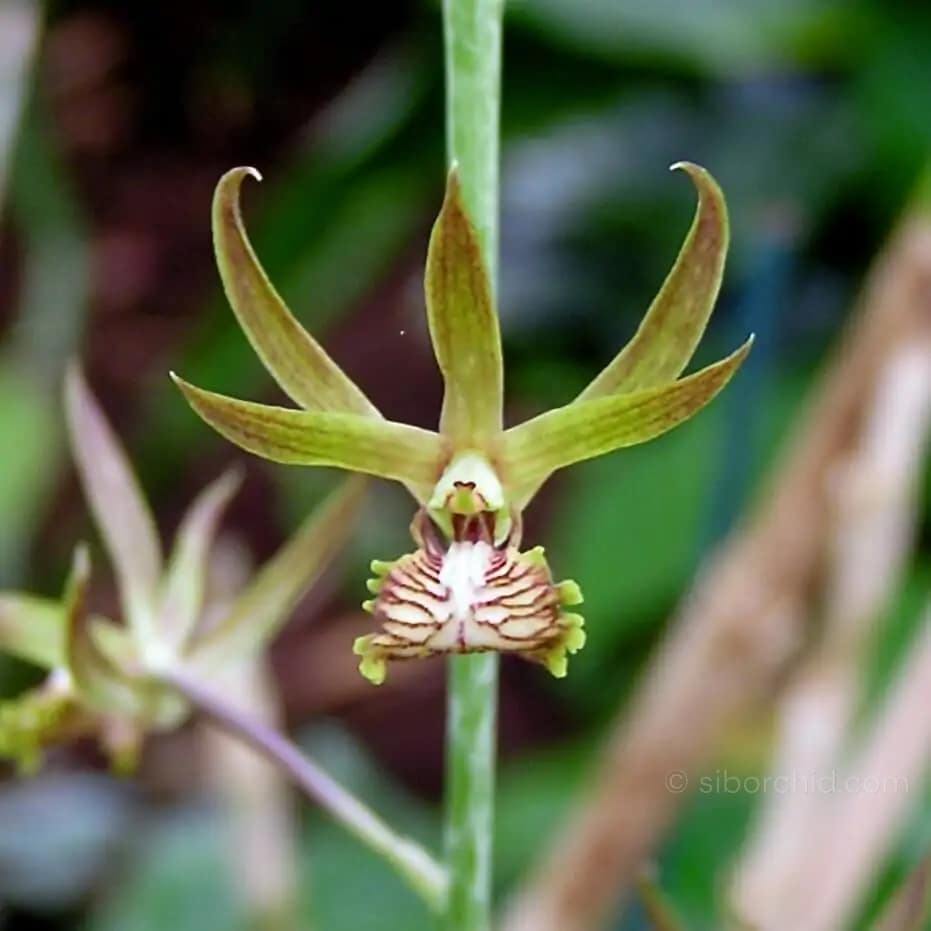 Eulophia andamanensis - Eulophia andamanensis