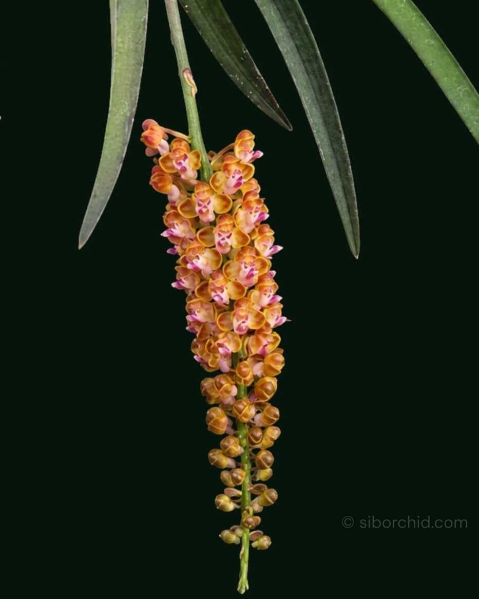 Pomatocalpa bambusarum (Bamboo Orchid) - Pomatocalpa bambusarum