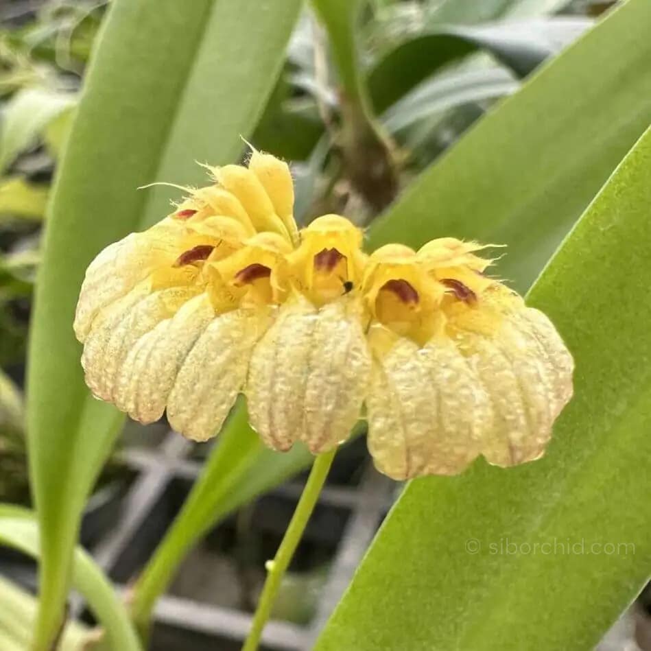 Bulbophyllum auratum Yellow