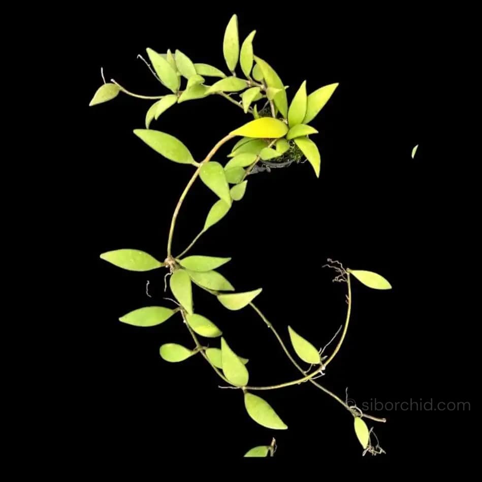 Hoya micrantha - Hoya micrantha