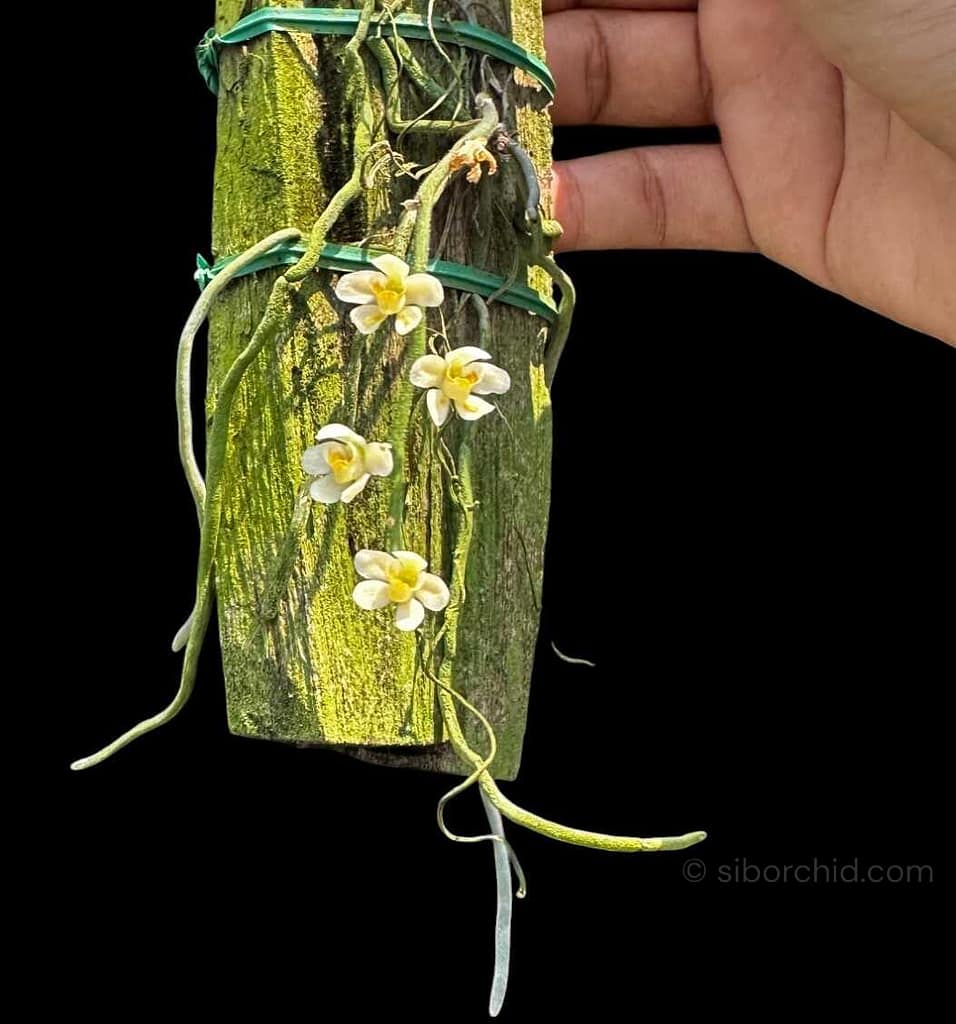 Chiloschista Species Wonders of the Orchid the word - Orchid Care & Growing Guides Chiloschista usneoides
