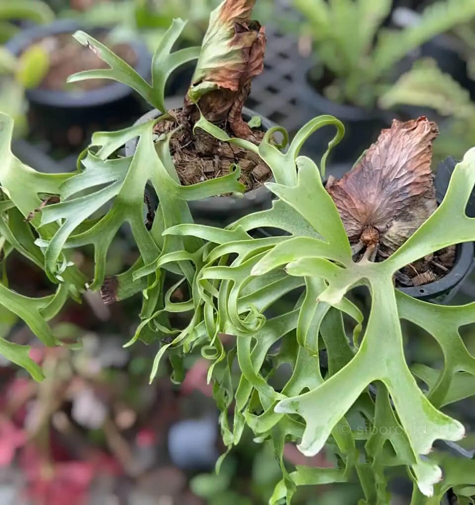 Platycerium Coronarium cv. White - P. Coronarium cv. White