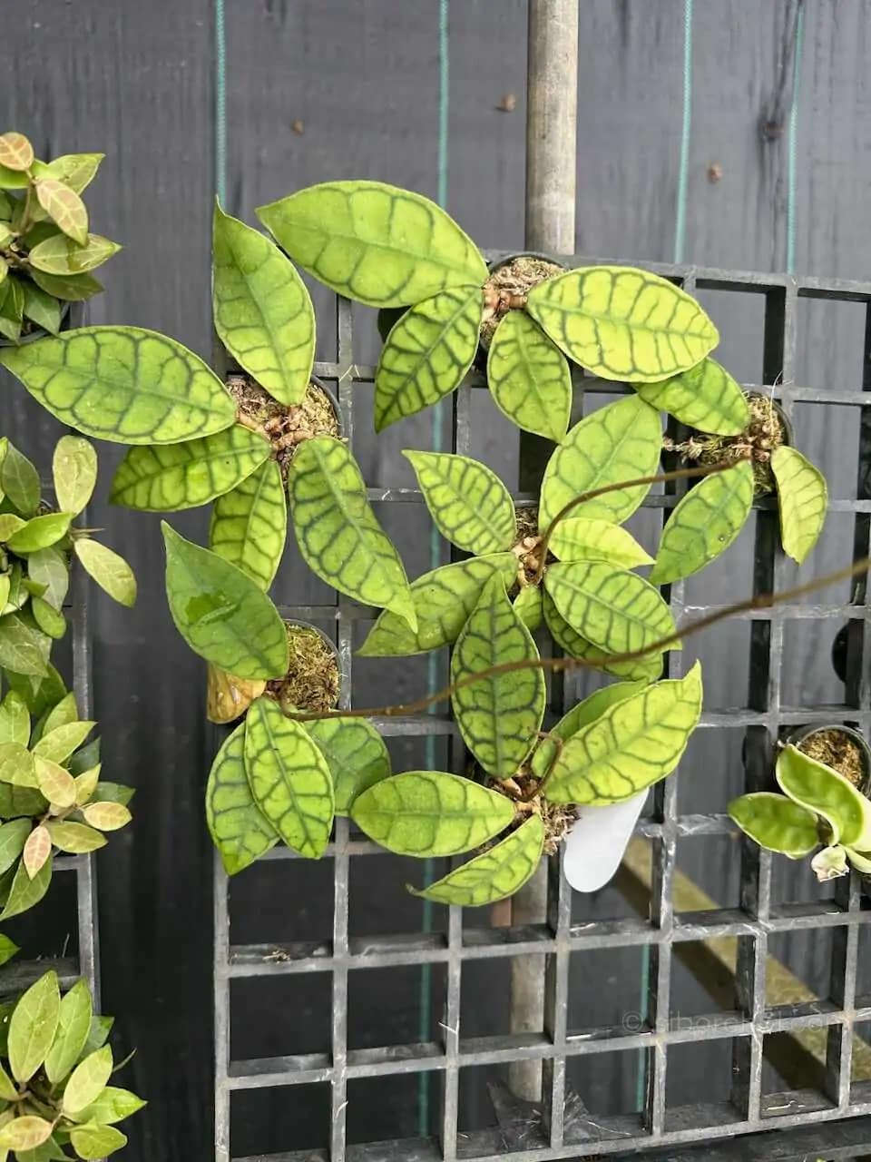 Hoya callistophylla short leaf (SIB15) - Image 2