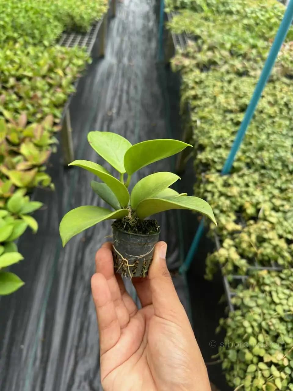 Hoya verticillata (SIB36) - Hoya verticillata