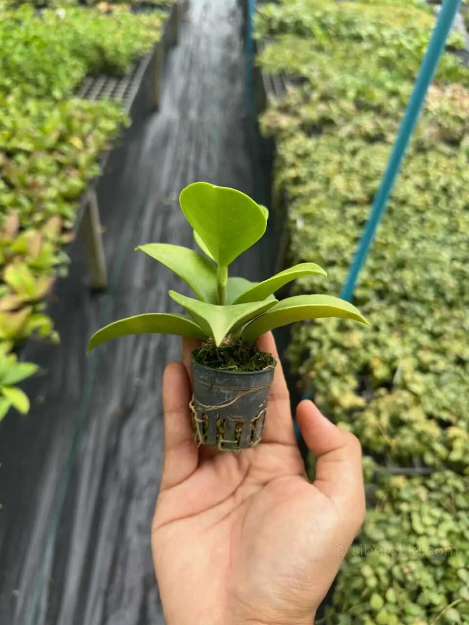 Hoya verticillata (SIB36) - Hoya verticillata
