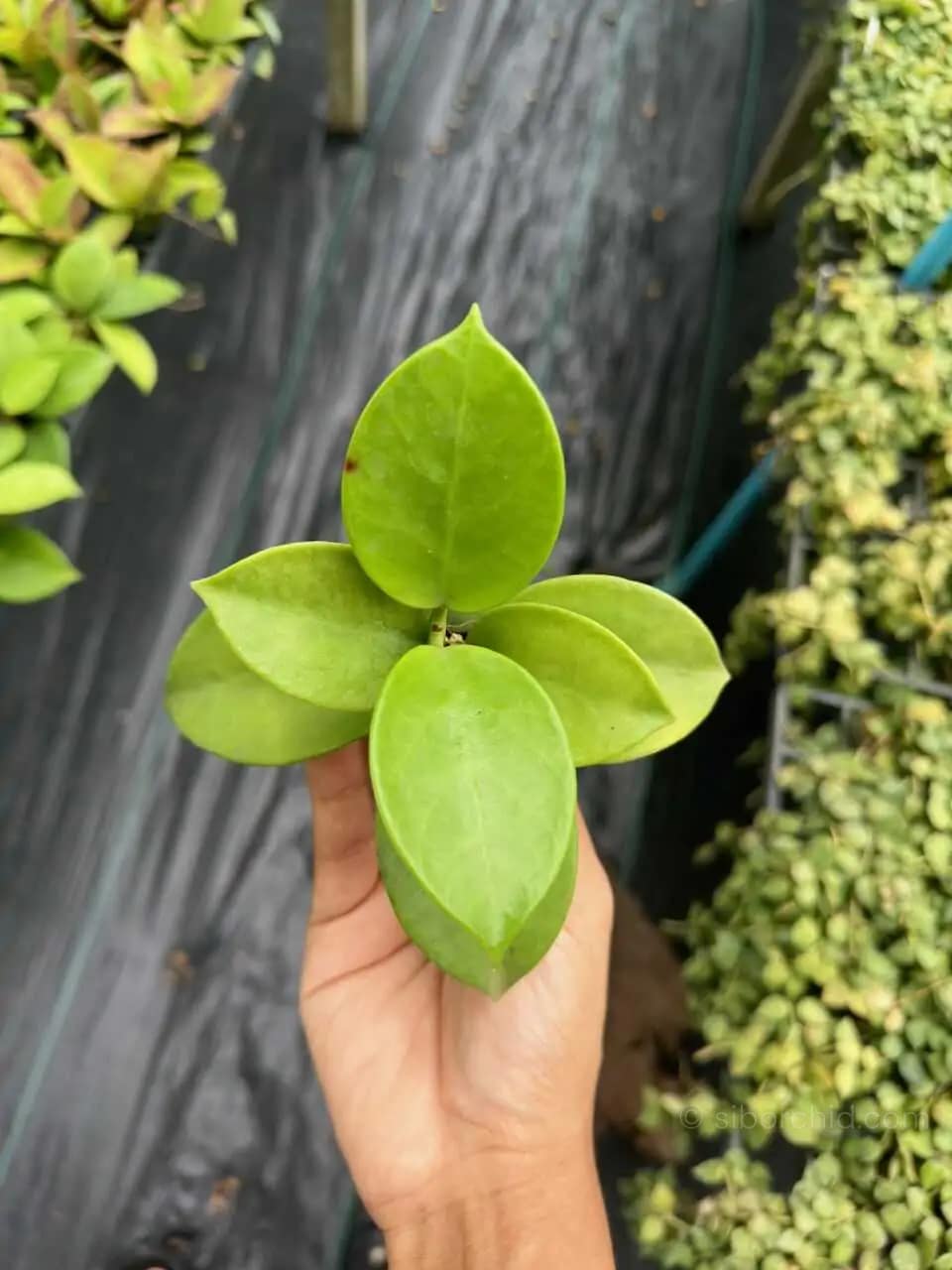 Hoya verticillata (SIB36) - Hoya verticillata