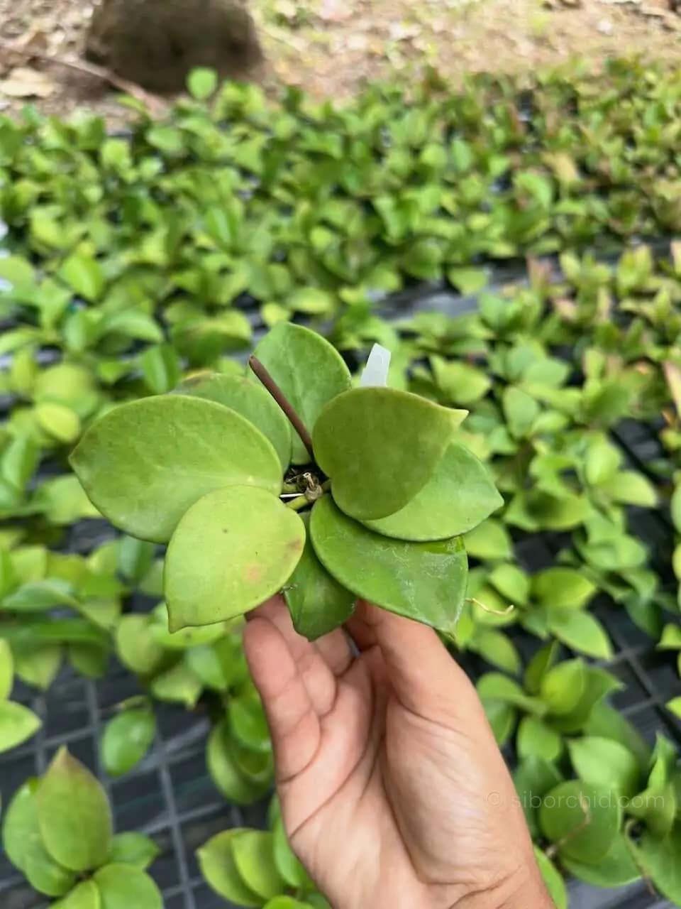 Hoya verticillata (SIB36) - Hoya verticillata