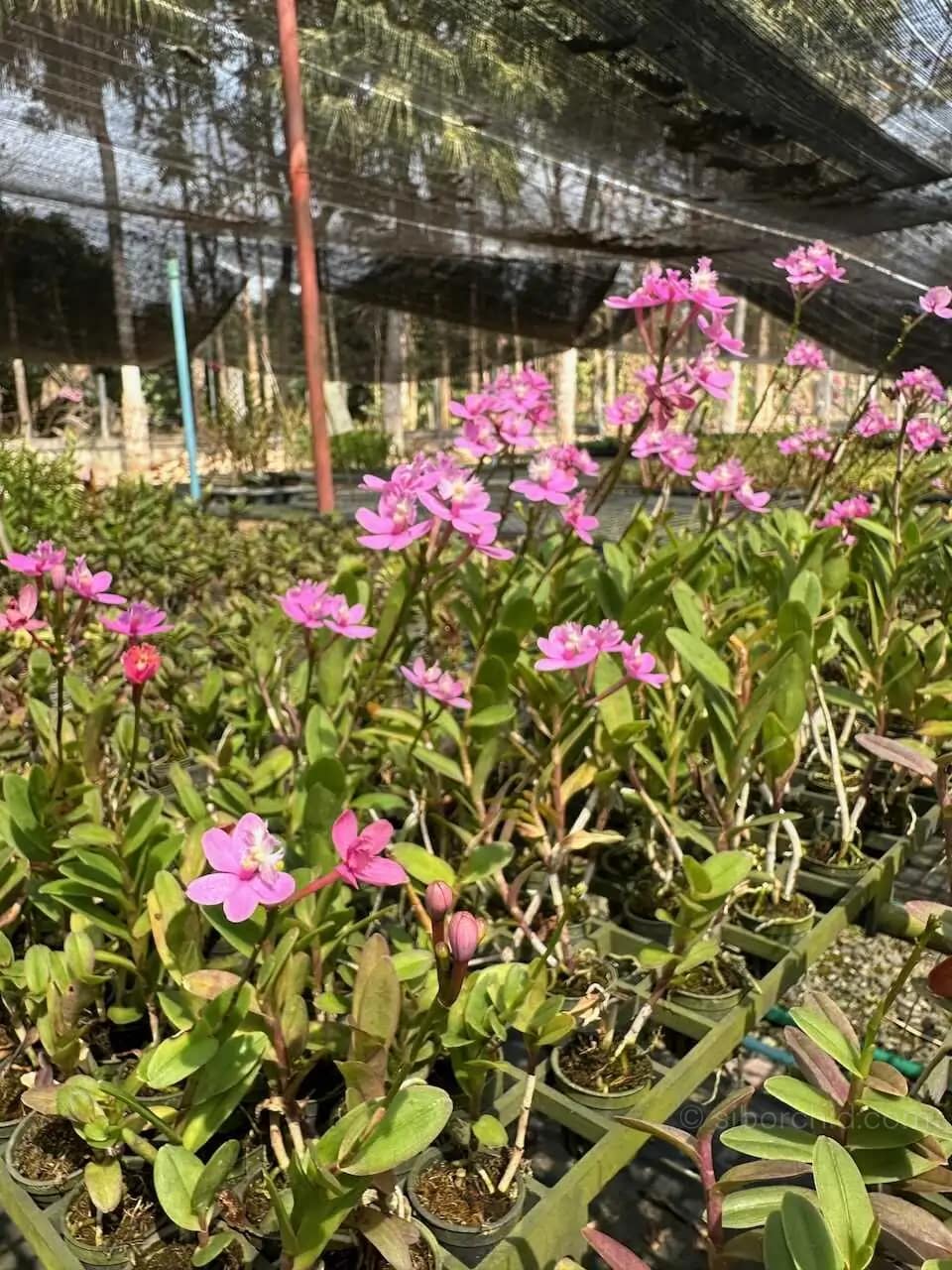 Epidendrum Hybrids Light Pink (Wedding Valley) - Image 7