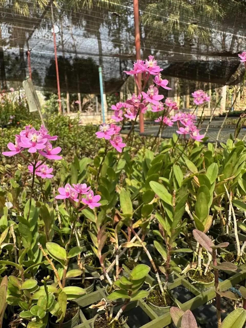 Epidendrum Wedding Valley,