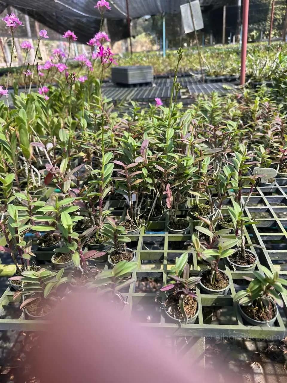 Epidendrum Wedding Valley,