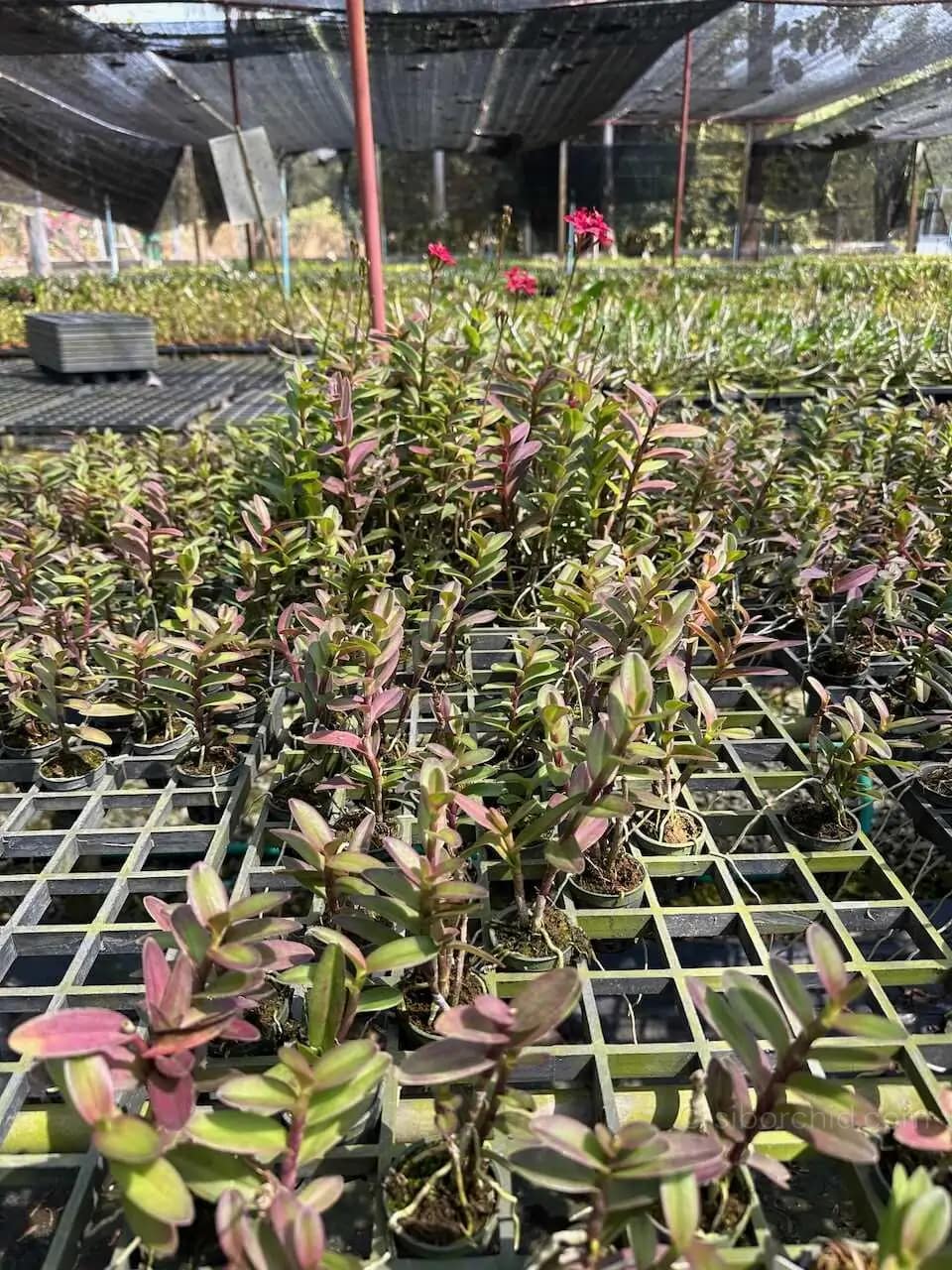 Epidendrum Wedding Valley,