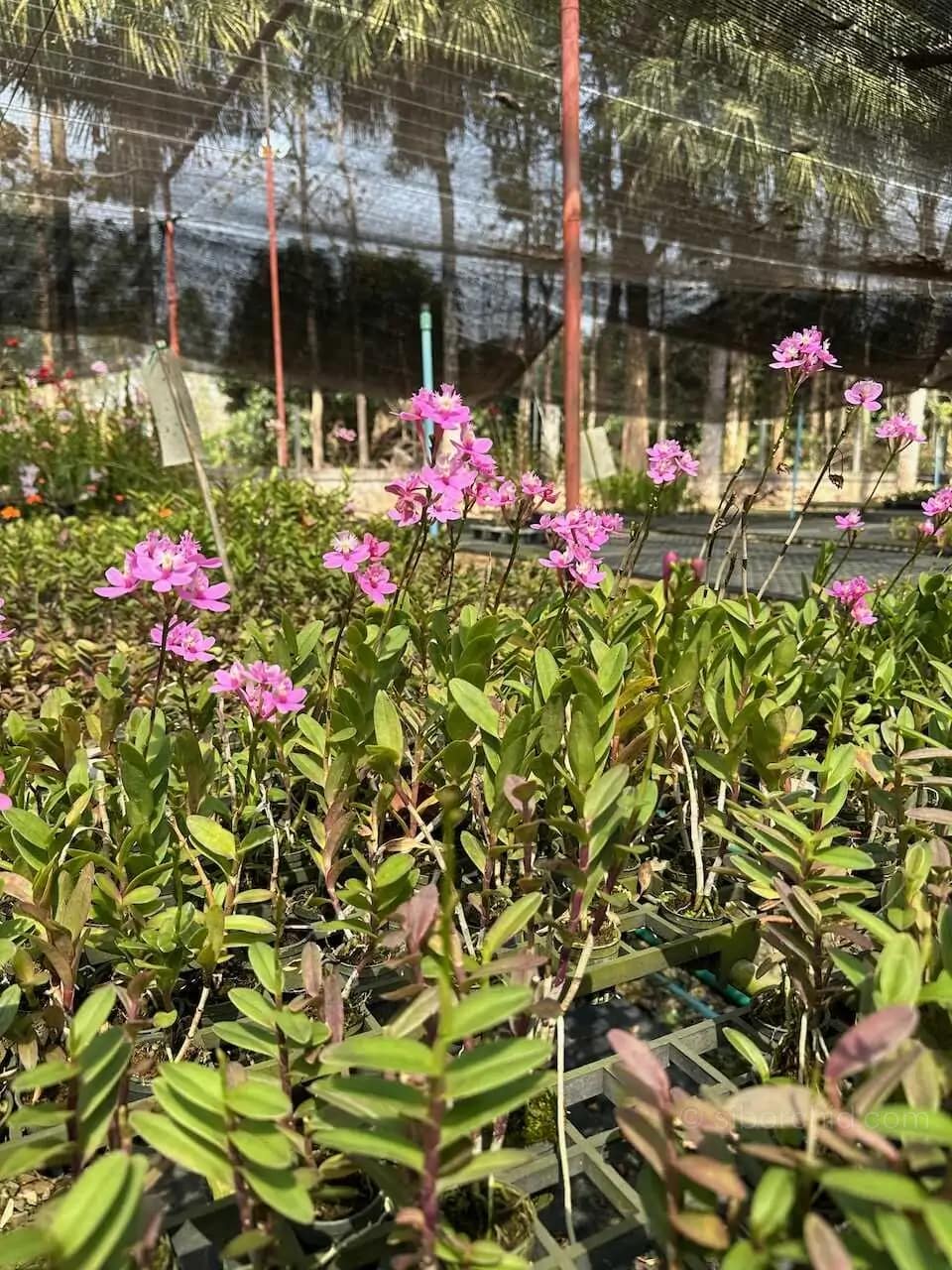 Epidendrum Wedding Valley,