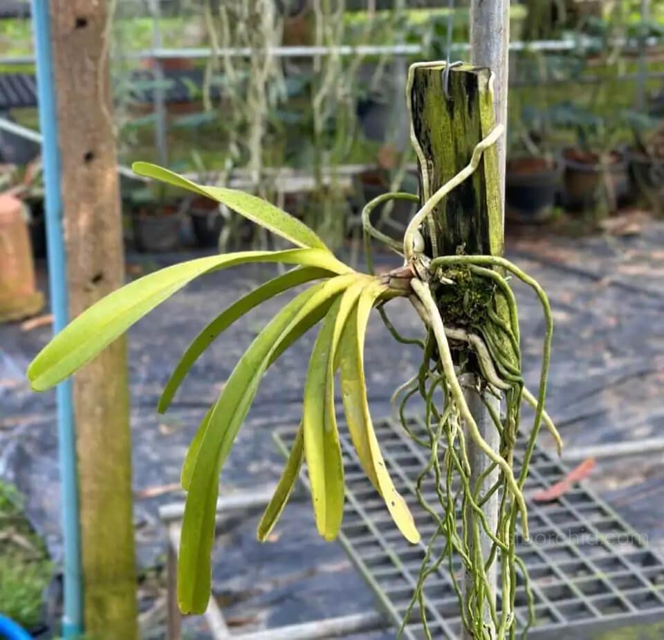 Rhynchostylis retusa - Rhynchostylis retusa