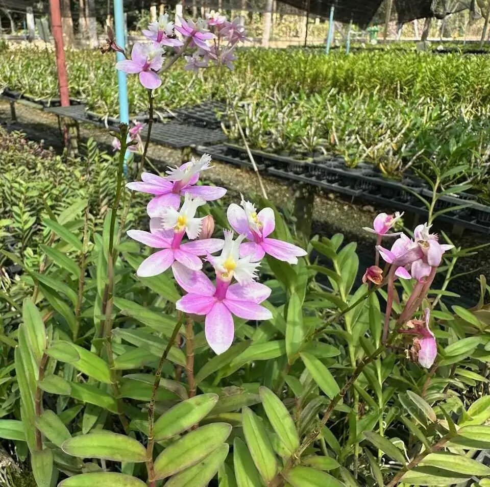 Epidendrum Wedding Valley,