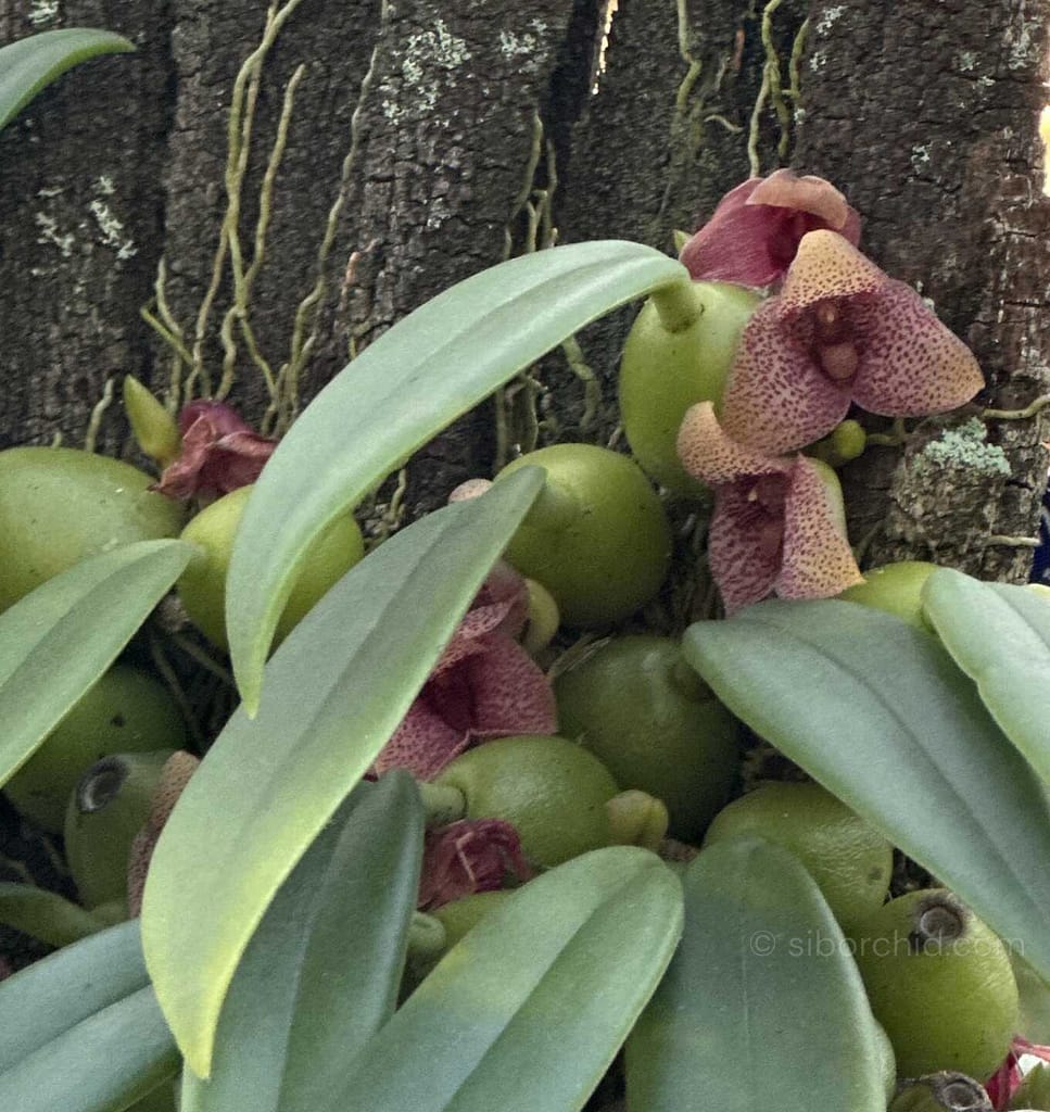 The Beauty of Bulbophyllum: A Guide to This Unusual Orchid Genus - Orchid Care & Growing Guides The Beauty of Bulbophyllum: A Guide to This Unusual Orchid Genus orchid from Orchid Care & Growing Guides
