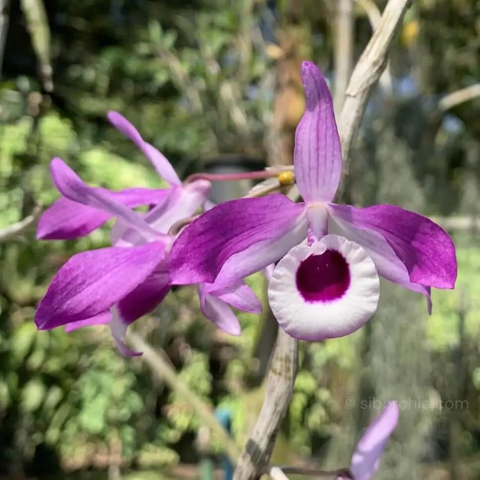 Dendrobium lituiflorum - Dendrobium lituiflorum