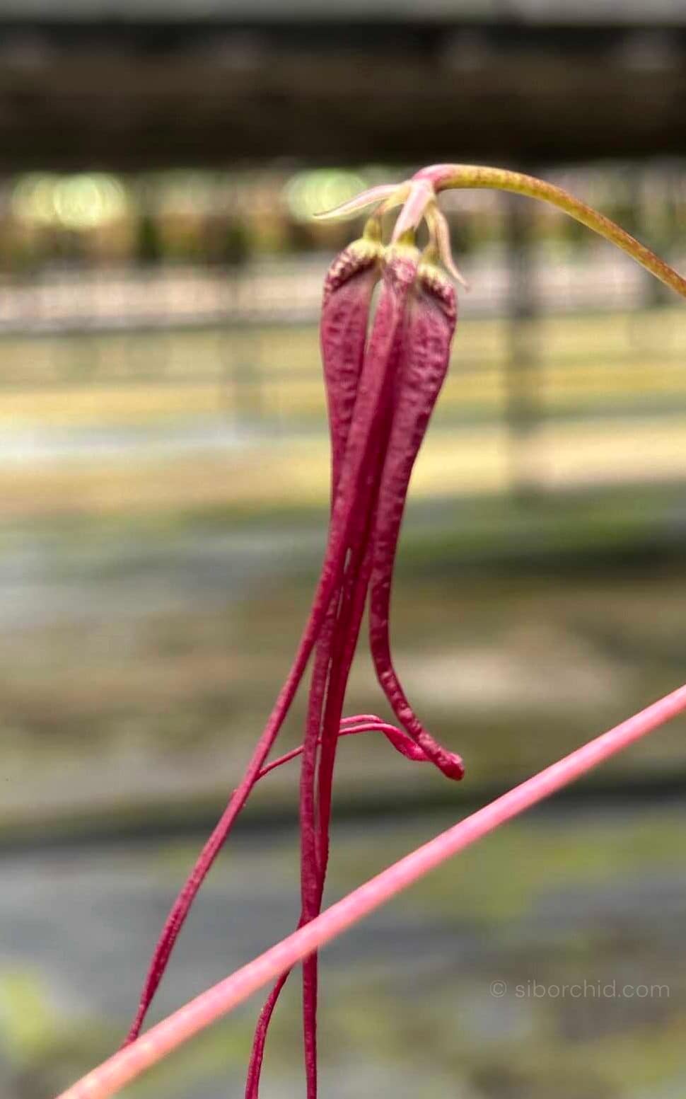 Bulbophyllum plumatum