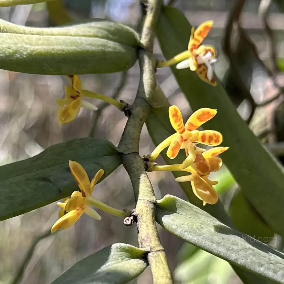 Trichoglottis orchidea - Trichoglottis orchidea