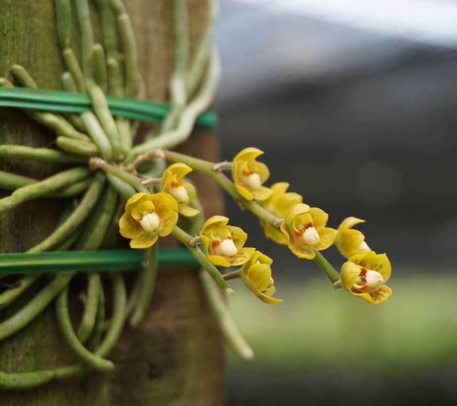 Chiloschista nakornpanomensis