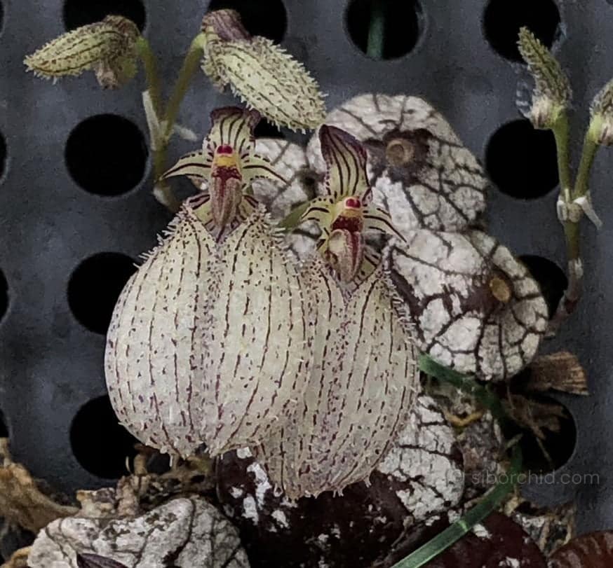The Beauty of Bulbophyllum: A Guide to This Unusual Orchid Genus - Orchid Care & Growing Guides The Beauty of Bulbophyllum: A Guide to This Unusual Orchid Genus orchid from Orchid Care & Growing Guides