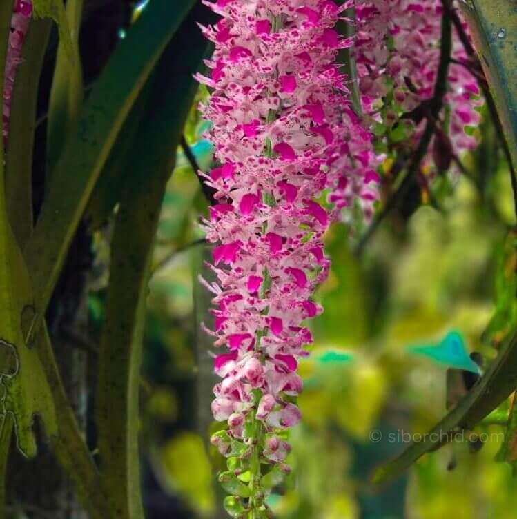 Orchid Bloom Spring - Gallery Blog Orchid Bloom Spring orchid from Gallery Blog