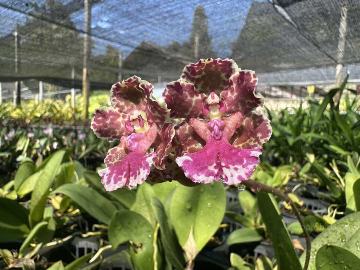 January Gallery - Gallery Blog Trichocentrum Ollie Palmer Hybrid