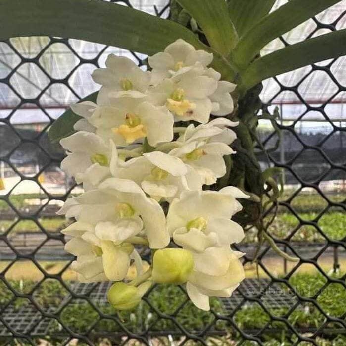 Orchid Bloom Spring - Gallery Blog Rhynchostylis gigantea white for sale