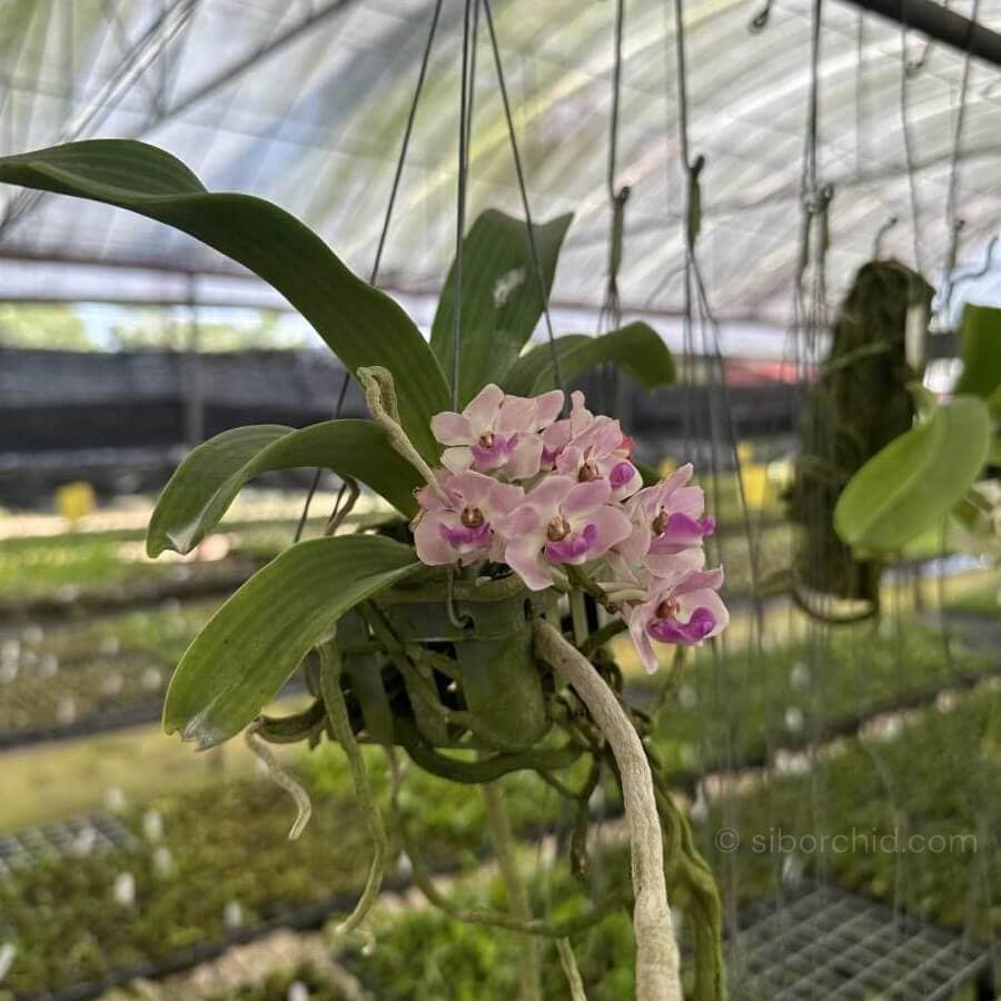 Orchid Bloom Spring - Gallery Blog Rhynchostylis gigantea Pink