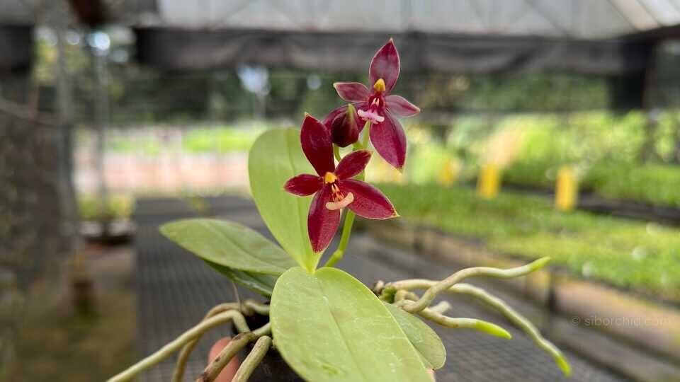 Phalaenopsis cornu-cervi ‘Red: Care guide - Gallery Blog phalaenopsis cornu-cervi red