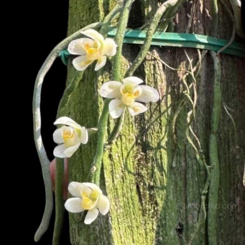 Chiloschista Species Wonders of the Orchid the word - Orchid Care & Growing Guides Chiloschista usneoides