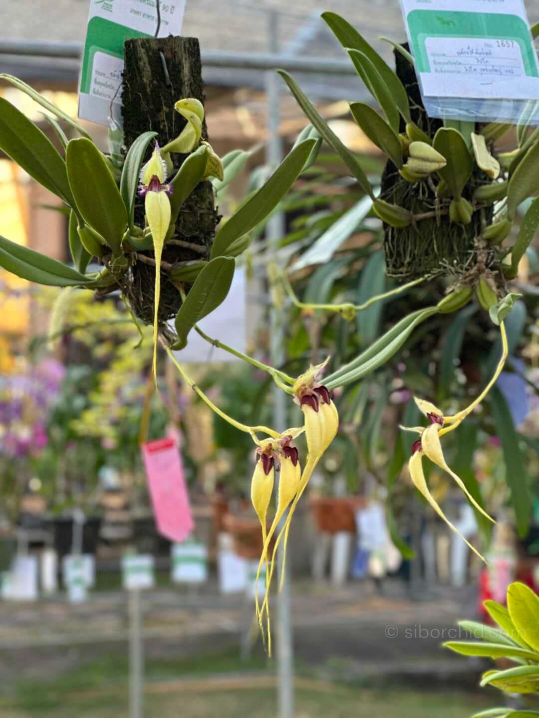 The Beauty of Bulbophyllum: A Guide to This Unusual Orchid Genus - Orchid Care & Growing Guides The Beauty of Bulbophyllum: A Guide to This Unusual Orchid Genus orchid from Orchid Care & Growing Guides