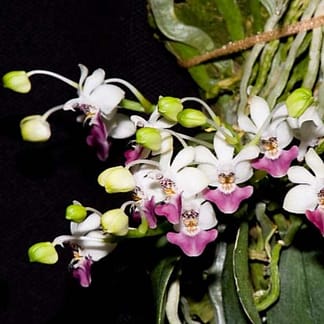Pot pourri vrac 2kg SINGAPOUR (Orchidée)
