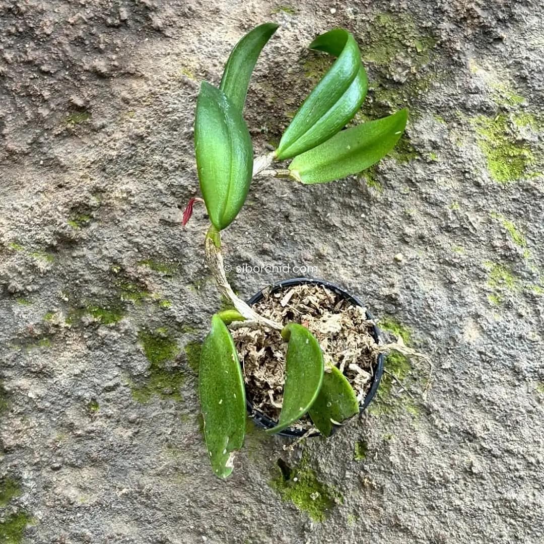 Bulbophyllum haniffii