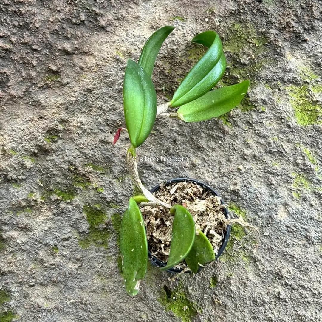 Bulbophyllum haniffii