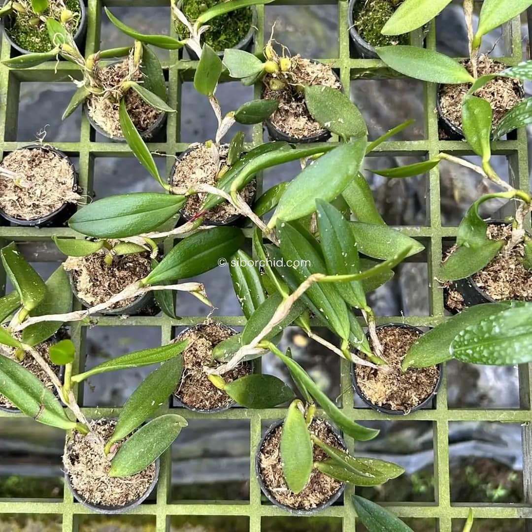 Bulbophyllum haniffii