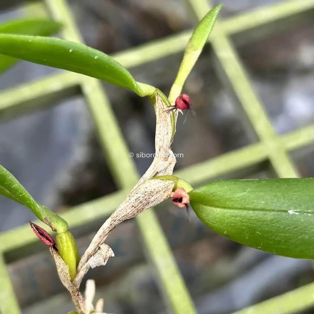 Bulbophyllum haniffii
