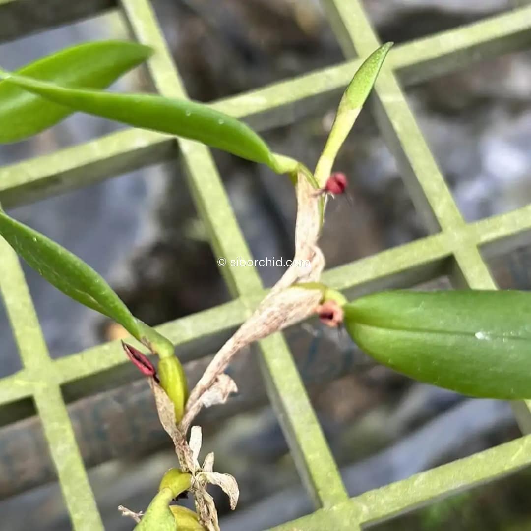 Bulbophyllum haniffii
