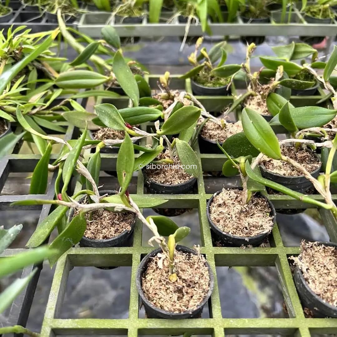 Bulbophyllum haniffii
