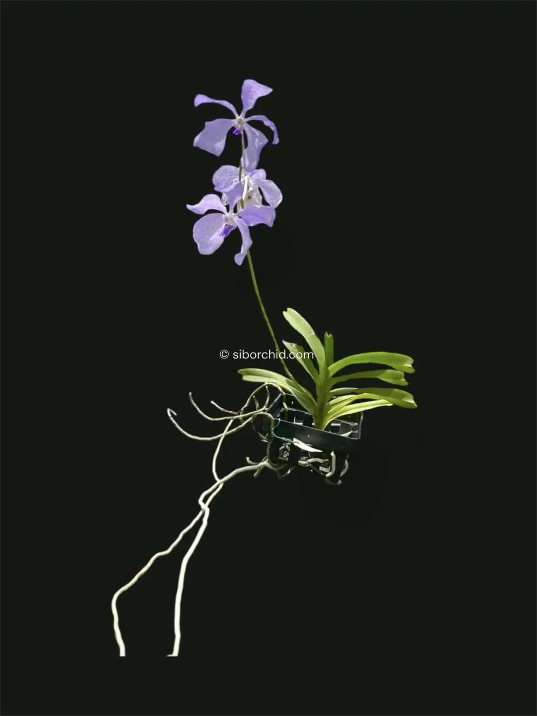 Vanda coerulea Blue - Image 2