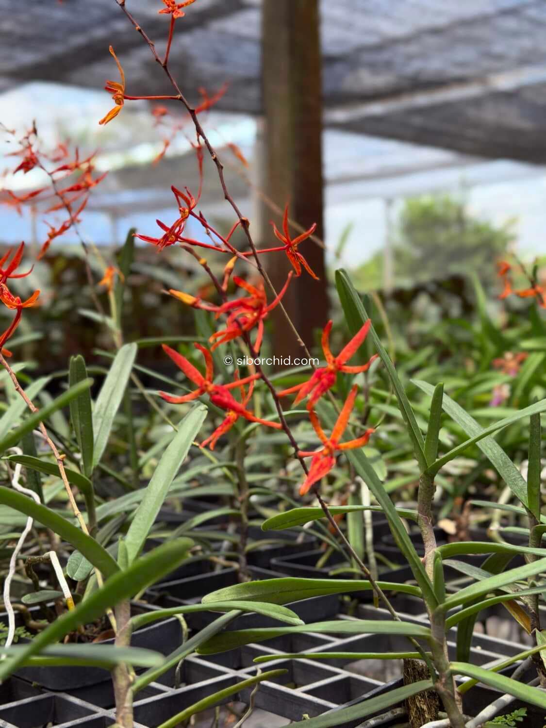 Renanthera matutina (Blooming Size) - Renanthera matutina (Blooming Size)
