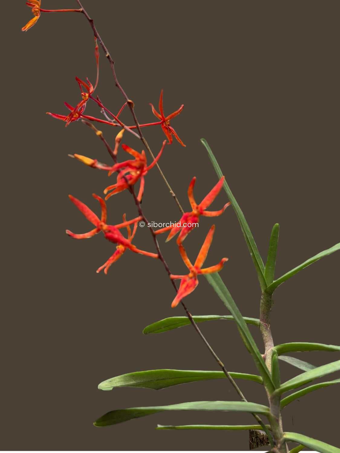 Renanthera matutina (Blooming Size) - Renanthera matutina (Blooming Size)