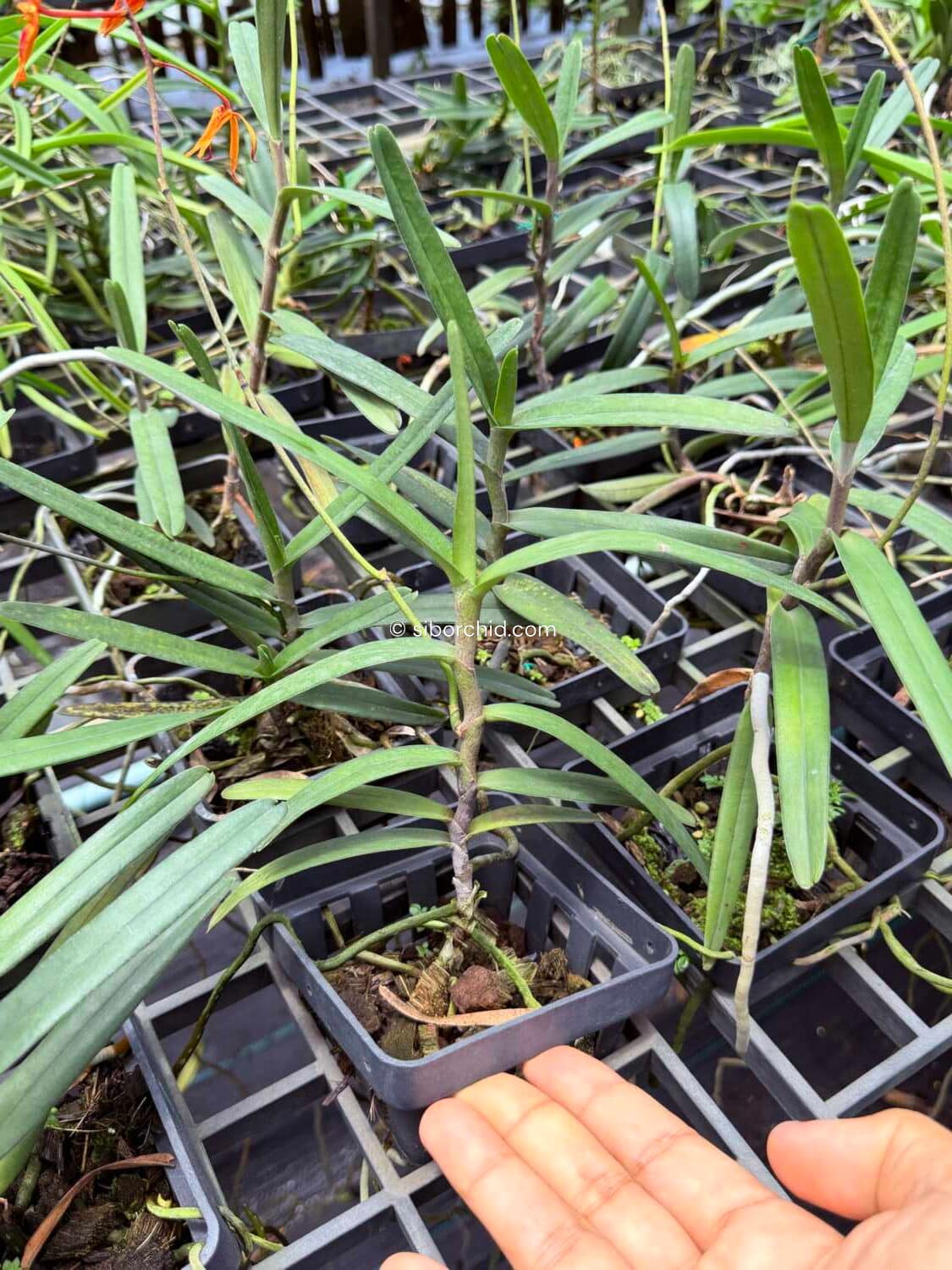 Renanthera matutina (Blooming Size) - Renanthera matutina (Blooming Size)