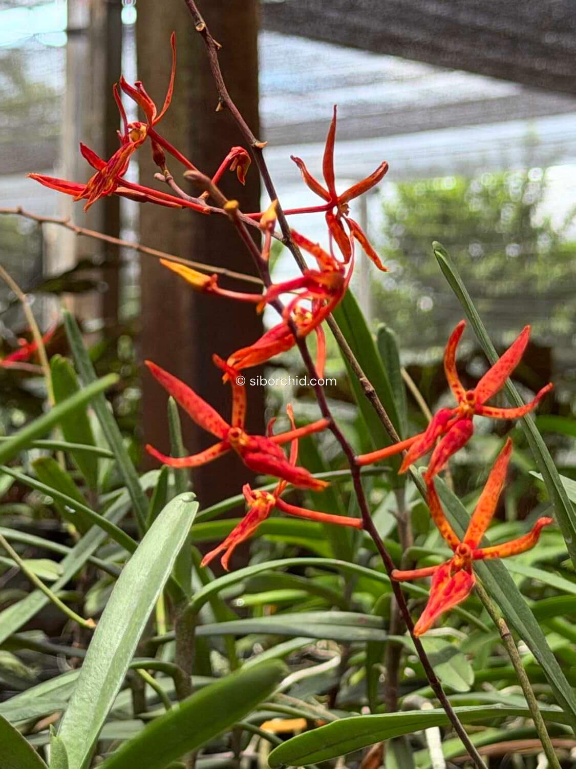 Renanthera matutina (Blooming Size) - Renanthera matutina (Blooming Size)