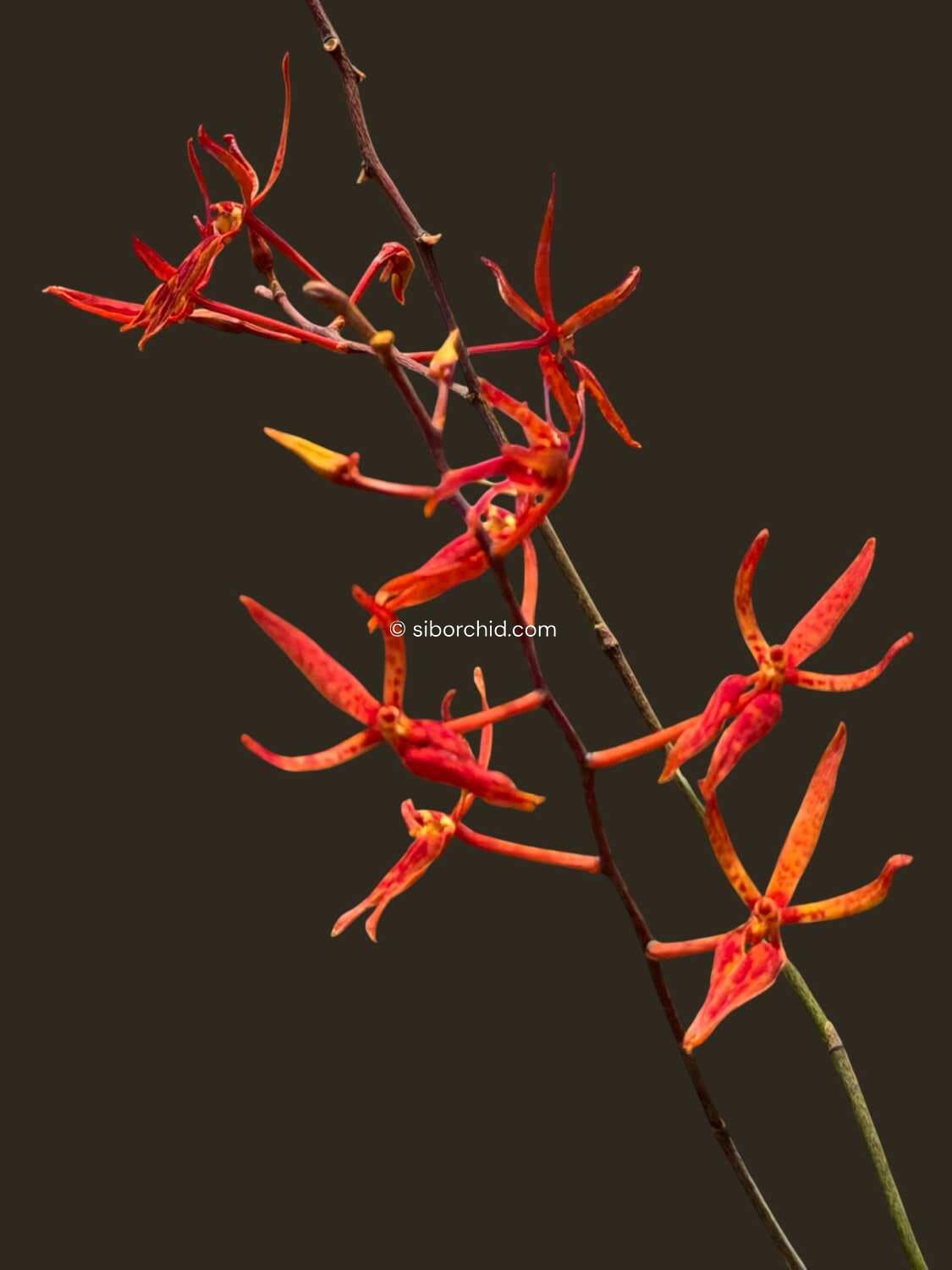 Renanthera matutina (Blooming Size) - Renanthera matutina (Blooming Size)